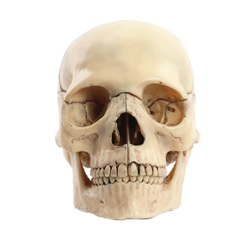 1: 2 Анатомическая модель черепа в разобранном виде Анатомический Скелет Модель черепа Съемные Учебные принадлежности Инструмент
