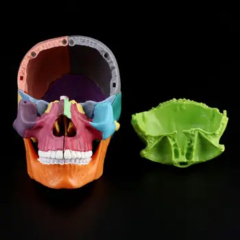 15 шт./компл. Анатомическая модель черепа в разобранном виде, Съемный Медицинский набор