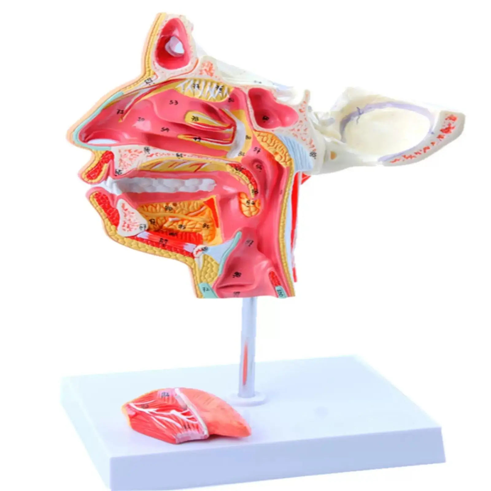 Модель кровеносных сосудов лицевого нерва из ПВХ, медицинские обучающие модели
