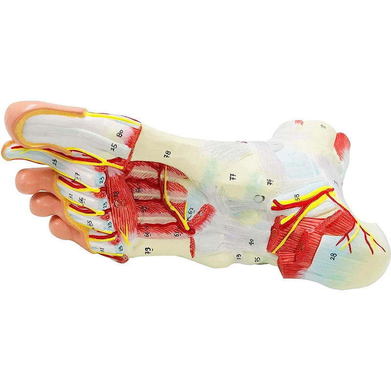 Анатомическая модель человеческой стопы в натуральную величину, 9 частей, Кость ноги, Мышца, нерв, модель кровеносного сосуда, Медицинская анатомия