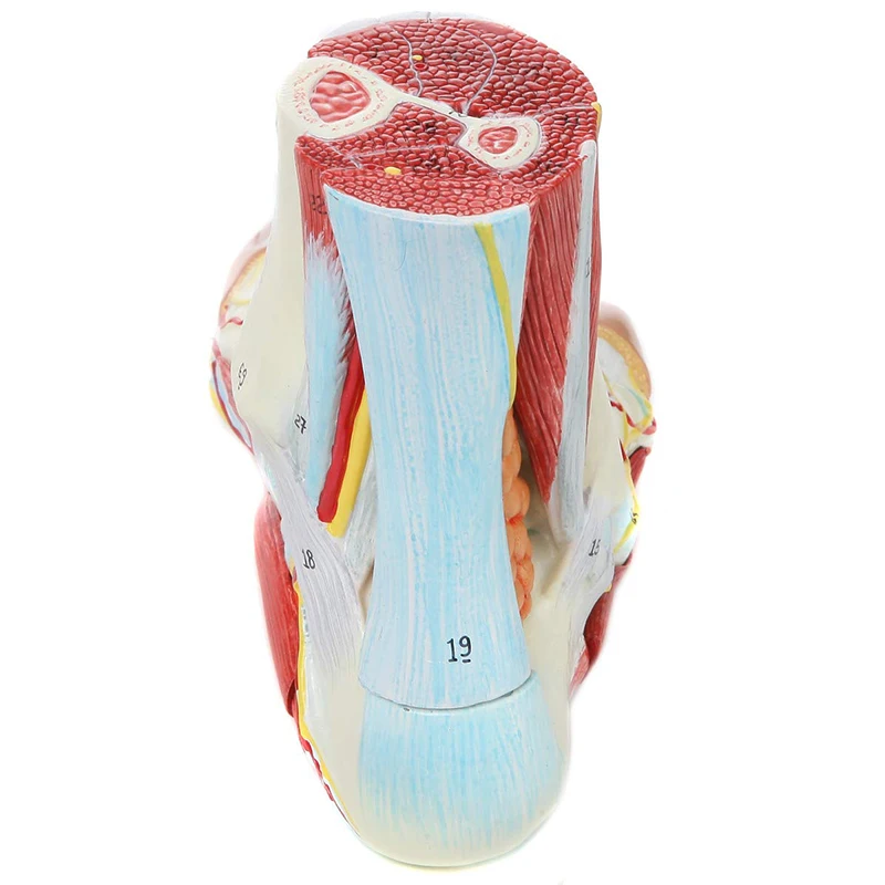 Анатомическая модель человеческой стопы в натуральную величину, 9 частей, Кость ноги, Мышца, нерв, модель кровеносного сосуда, Медицинская анатомия
