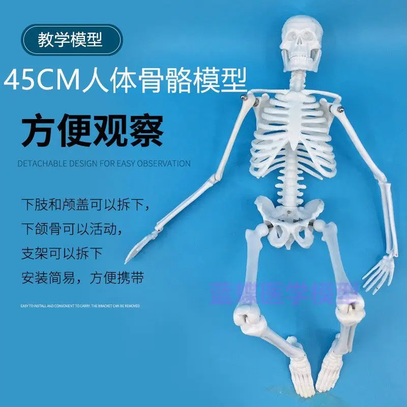 Образец скелета, вертикальная модель скелета человека, 45 см, совместное подвижное обучение, строительные леса, скелет