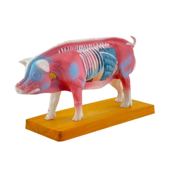 Анатомическая модель свиньи для иглоукалывания и прижигания, анатомическая модель свиньи, анатомическая модель животного для обучения ветеринарии