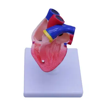 Детали модели анатомии человеческого сердца, Расходные материалы со съемной подставкой, учебные пособия для проведения исследований, демонстрации, обучения на настольных выставках
