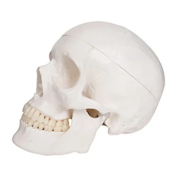 Модель человеческого черепа, анатомия в натуральную величину Анатомическая модель взрослого человека со съемной черепной крышкой и сочлененной нижней челюстью