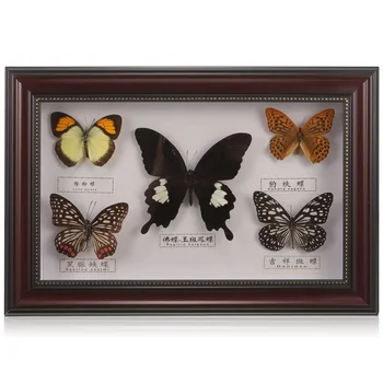 Настенная рамка для образцов бабочек, рамка для образцов настоящих бабочек, рамка для показа образцов бабочек, рамка для подвешивания