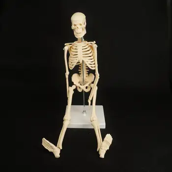 ПВХ 45 см Телосложение Мини Анатомический Скелет Модель Человека Стенд Плакат Медицинское Учебное Пособие По Анатомии