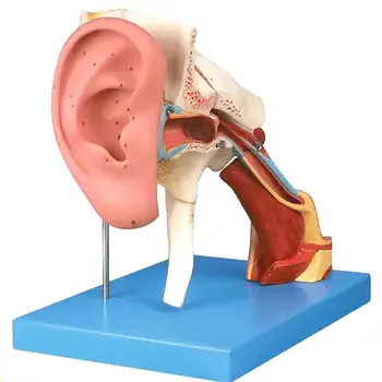 Структура слухового прохода человека, состоящая из 8 частей, модель ушной раковины, медицинские учебные модели
