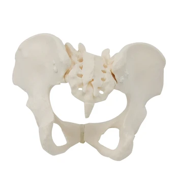 Цельнокроеная модель женского таза в натуральную величину 1:1 Модель скелета женского таза для научного образования