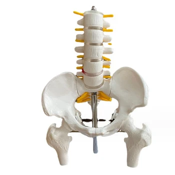 Человеческий таз с пятью поясничными позвонками и бедренной костью Модель 1/2 Ортопедии в натуральную величину Позвоночник Модель позвоночника Анатомия скелета